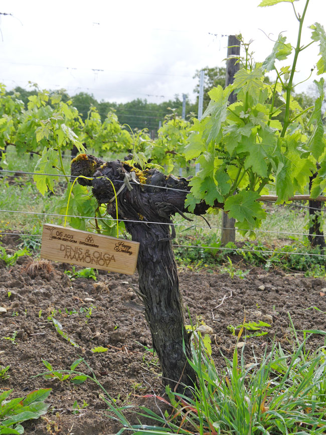 Виноградник на урожай